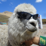 Lama